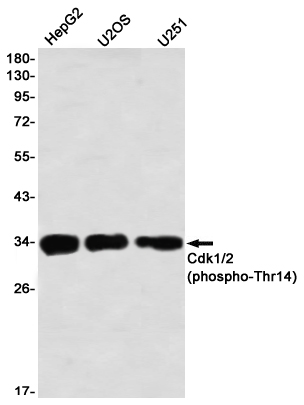Phospho-CDK1/2 (Thr14) Rabbit mAb ABZ4555