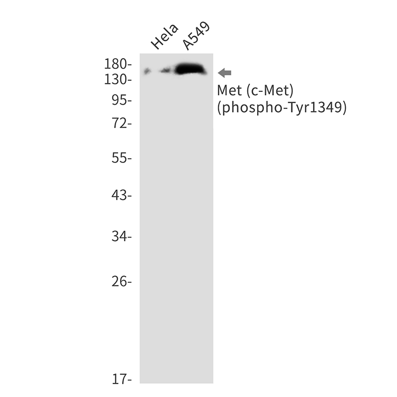 Phospho-c-Met (Tyr1349) Rabbit mAb ABZ4567