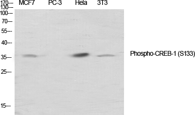 Phospho-CREB (Ser133) Rabbit pAb ABZ4581