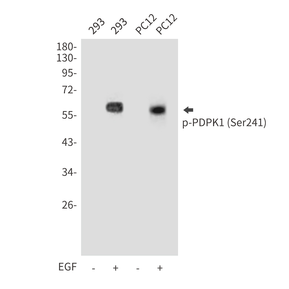 Phospho-PDPK1 (Ser241) Rabbit pAb ABZ4583