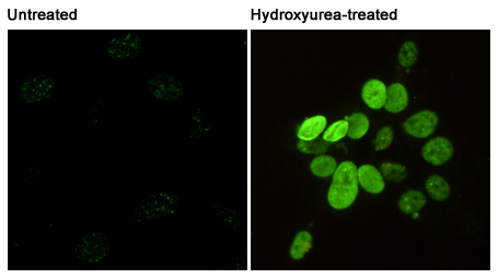 Phospho-Histone H2A.X (Ser139) (2A9) Mouse mAb ABZ4584