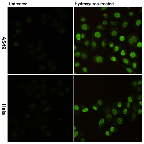 Phospho-Histone H2A.X (Ser139) (2A9) Mouse mAb ABZ4584