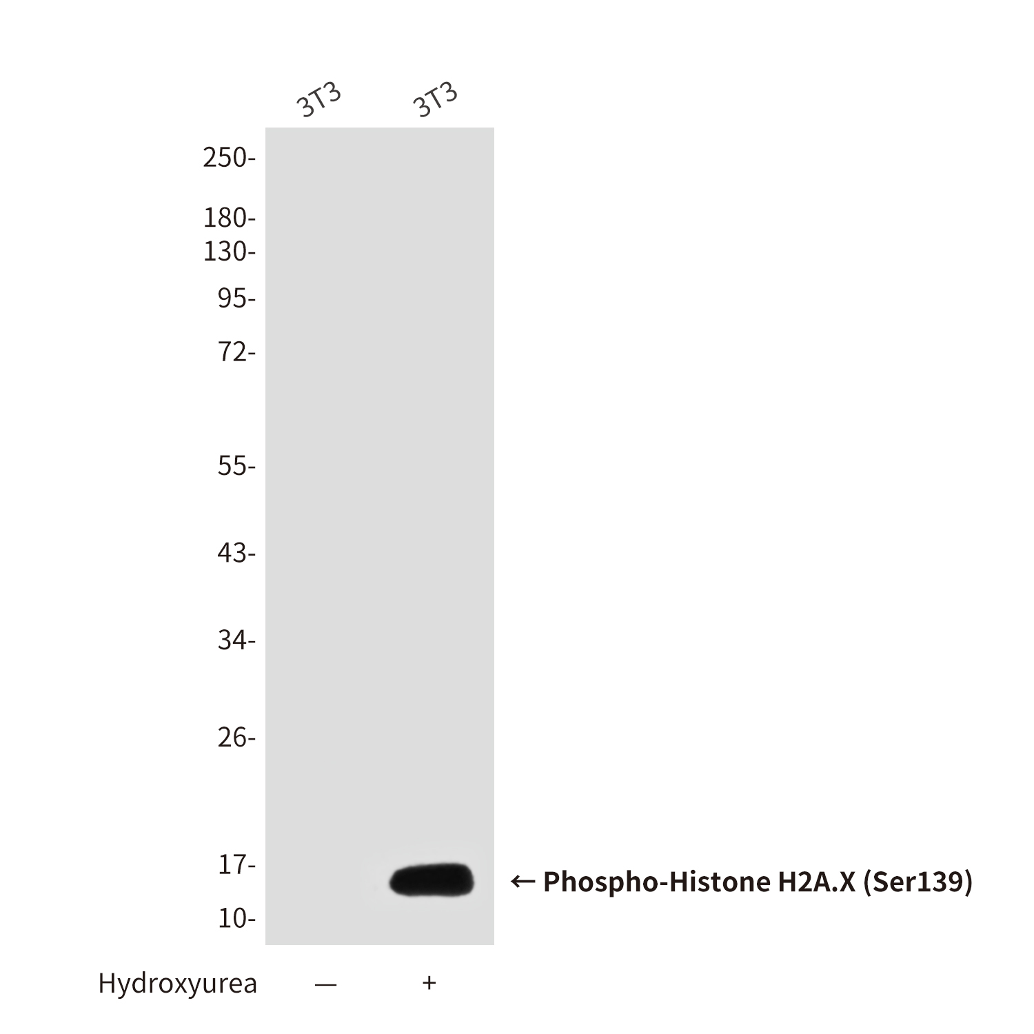 Phospho-Histone H2A.X (Ser139) (2A9) Mouse mAb ABZ4584