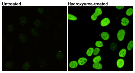 Phospho-Histone H2A.X (Ser139) (7G9) Mouse mAb ABZ4585