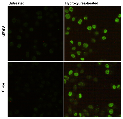 Phospho-Histone H2A.X (Ser139) (7G9) Mouse mAb ABZ4585