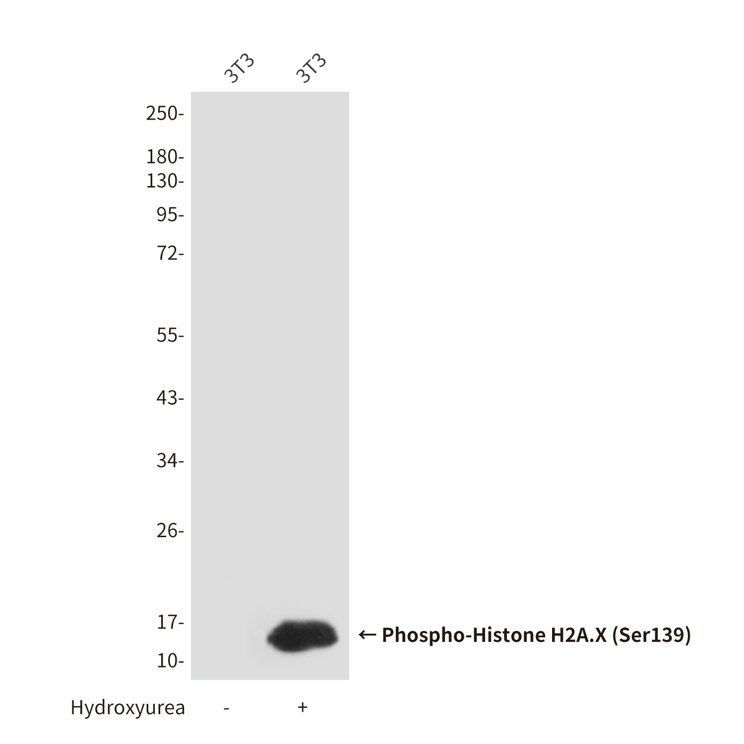 Phospho-Histone H2A.X (Ser139) (7G9) Mouse mAb ABZ4585