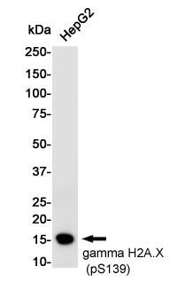 Phospho-Histone H2A.X (Ser139) Rabbit mAb ABZ4586