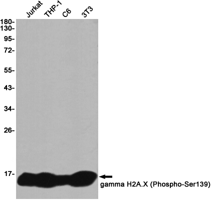 Phospho-Histone H2A.X (Ser139) Rabbit mAb ABZ4586