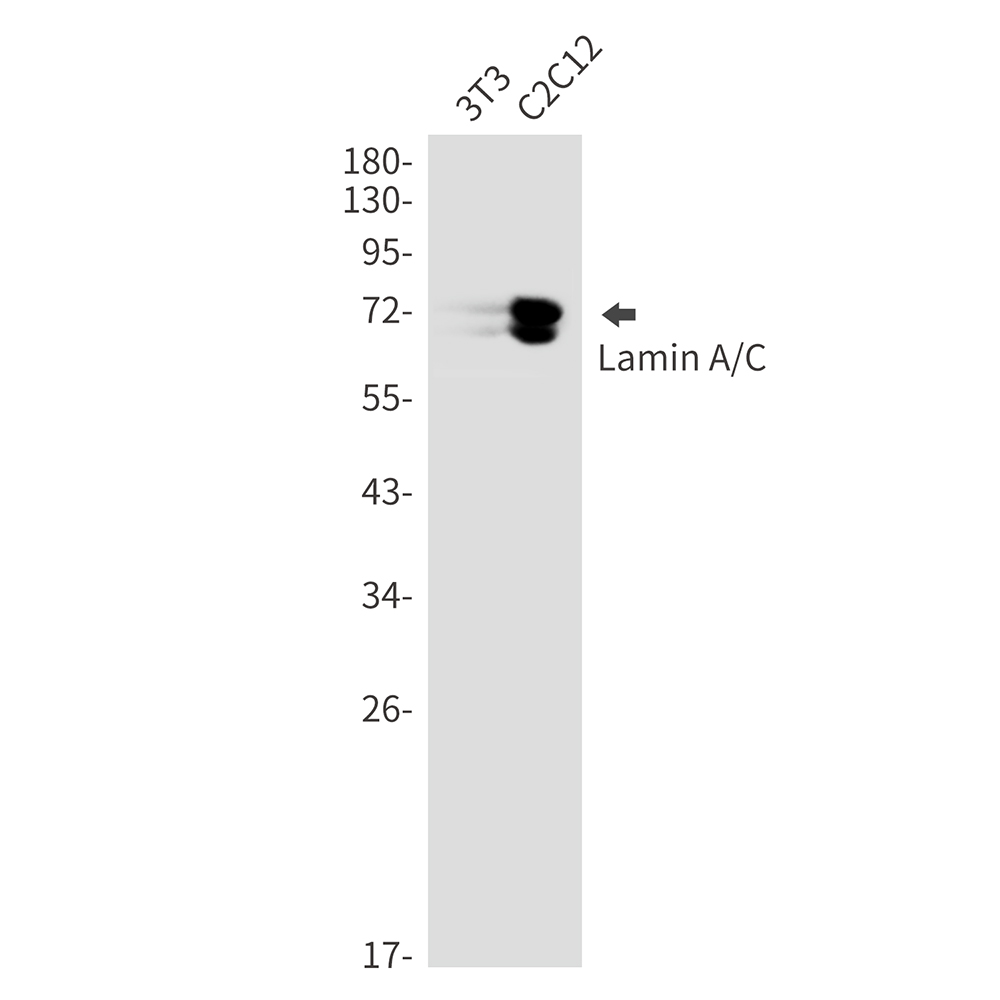 Lamin A/C Rabbit mAb ABZ4597