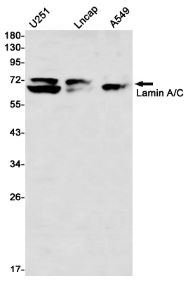 Lamin A/C Rabbit mAb ABZ4597