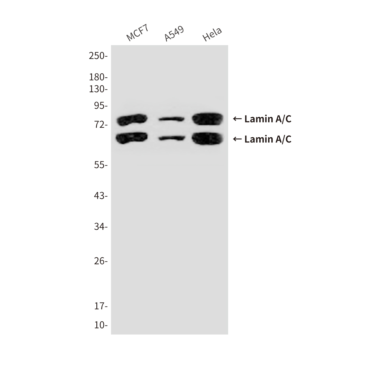 Lamin A/C (5D12) Mouse mAb ABZ4598