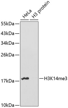 TriMethyl-Histone H3 (Lys14) Rabbit pAb ABZ4600