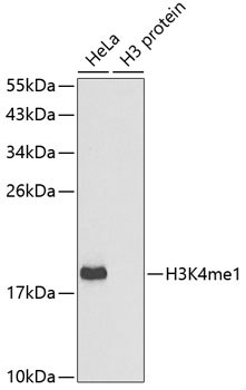 MonoMethyl-Histone H3 (Lys4) Rabbit pAb ABZ4601