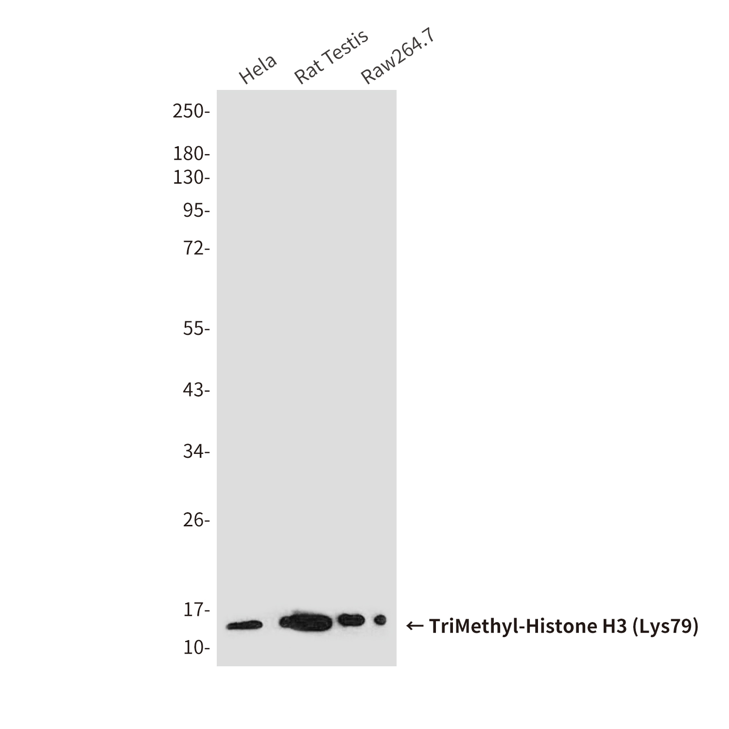 TriMethyl-Histone H3 (Lys79) (6A6) Mouse mAb ABZ4602