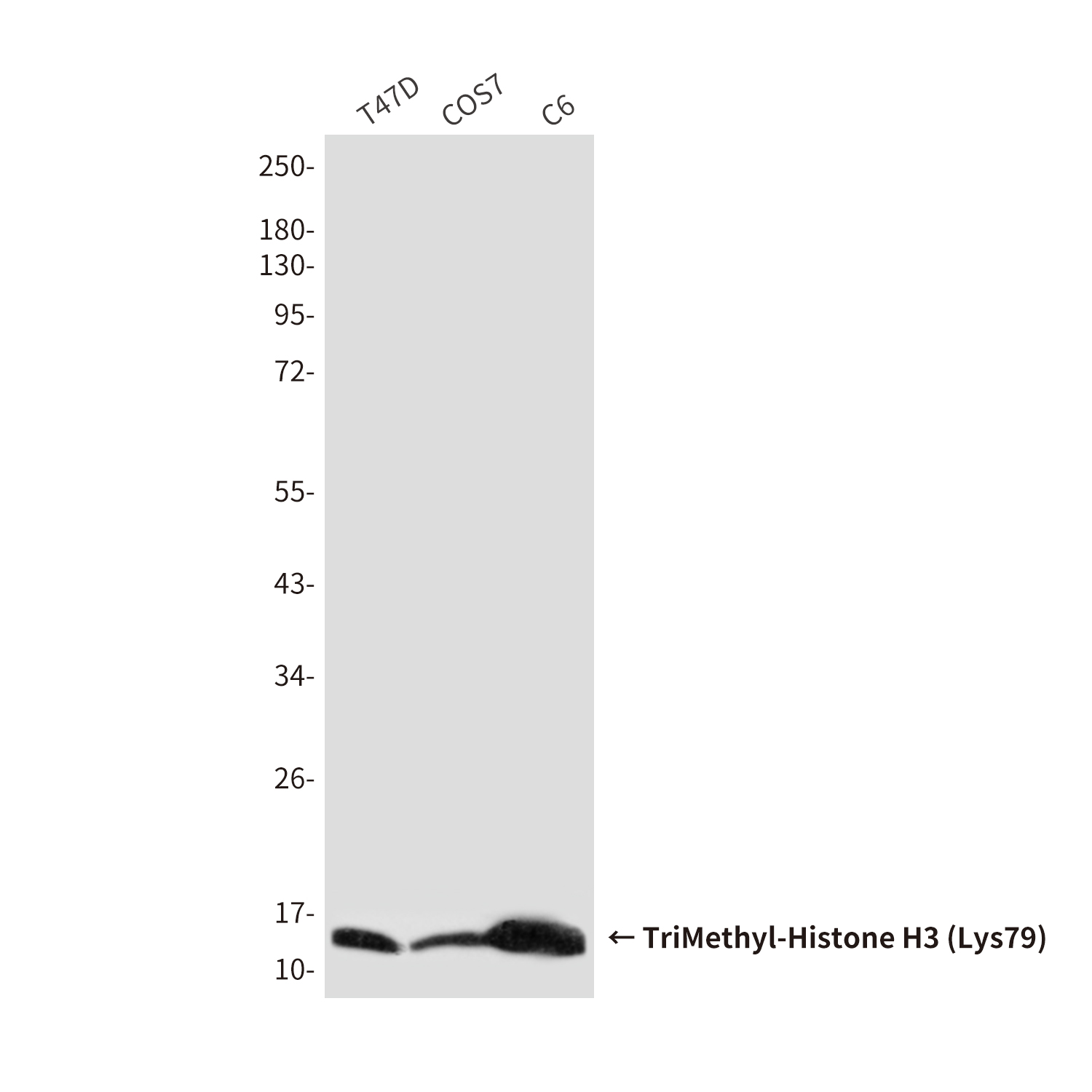 TriMethyl-Histone H3 (Lys79) (6A6) Mouse mAb ABZ4602