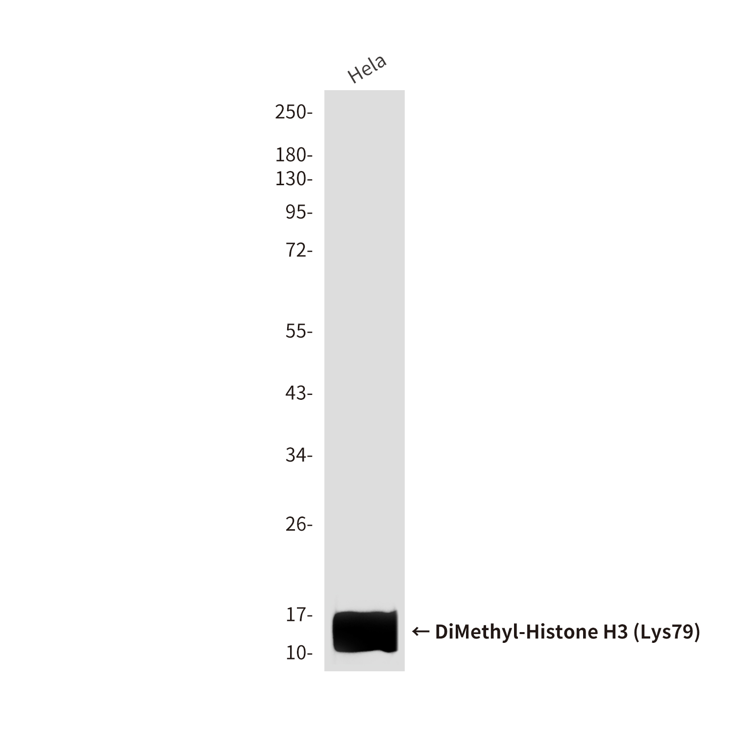 DiMethyl-Histone H3 (Lys79) (8E8) Mouse mAb ABZ4603