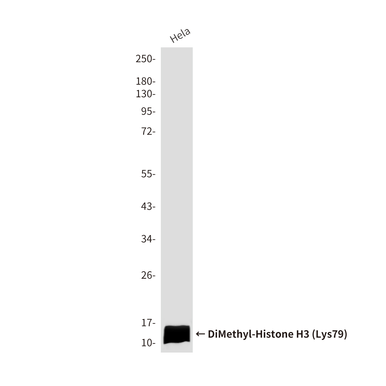 DiMethyl-Histone H3 (Lys79) (3E4) Mouse mAb ABZ4605