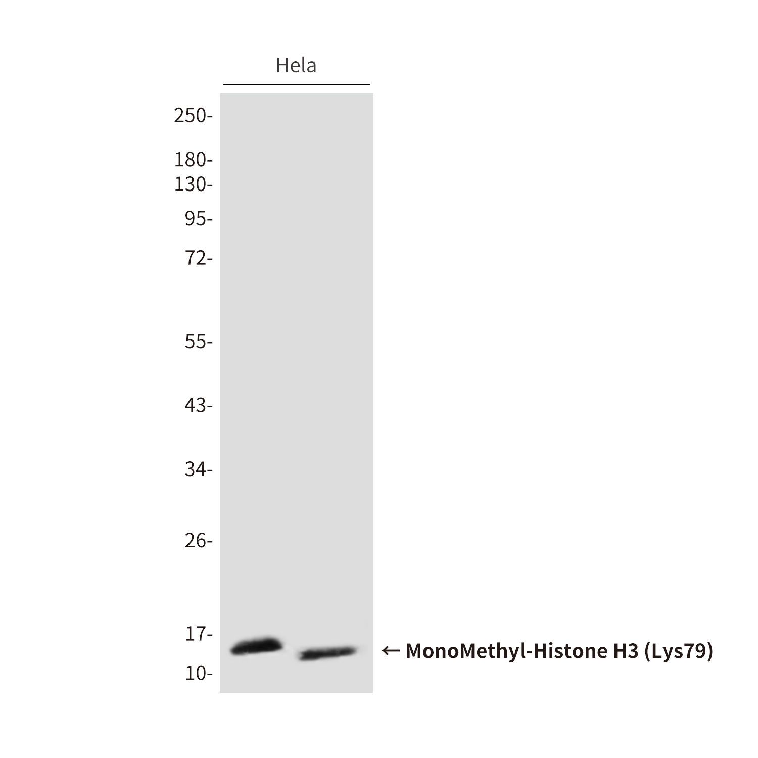 MonoMethyl-Histone H3 (Lys79) (4A1) Mouse mAb ABZ4608