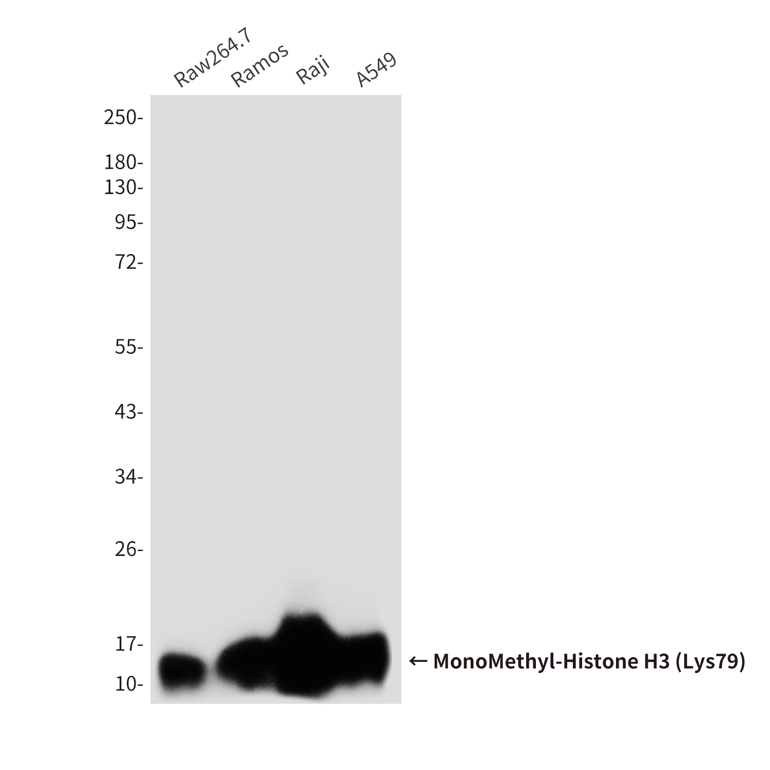 MonoMethyl-Histone H3 (Lys79) (4A1) Mouse mAb ABZ4608