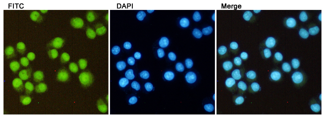 DiMethyl-Histone H3 (Lys27) (5F6) Mouse mAb ABZ4609
