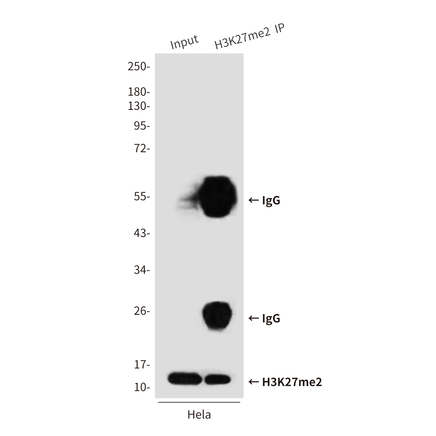 DiMethyl-Histone H3 (Lys27) (5F6) Mouse mAb ABZ4609