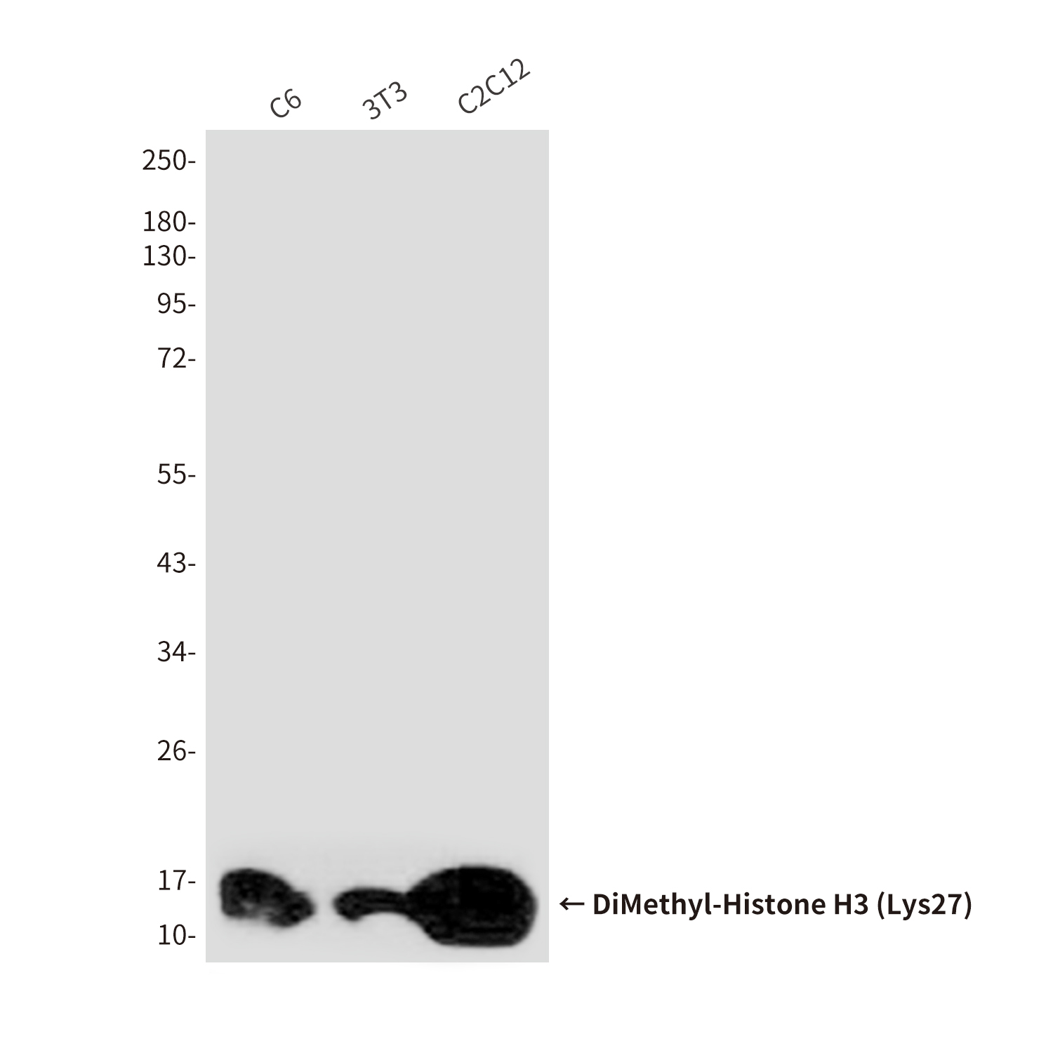 DiMethyl-Histone H3 (Lys27) (5F6) Mouse mAb ABZ4609