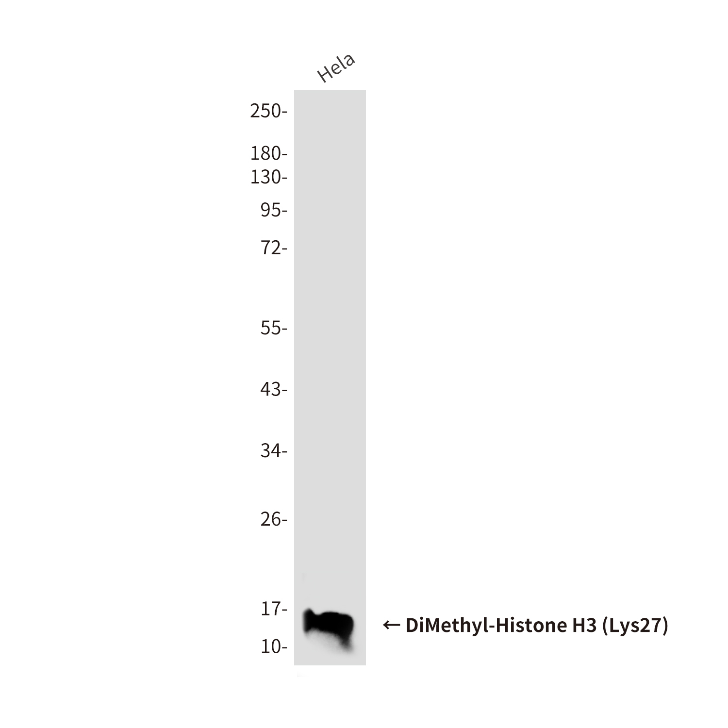 DiMethyl-Histone H3 (Lys27) (5F6) Mouse mAb ABZ4609