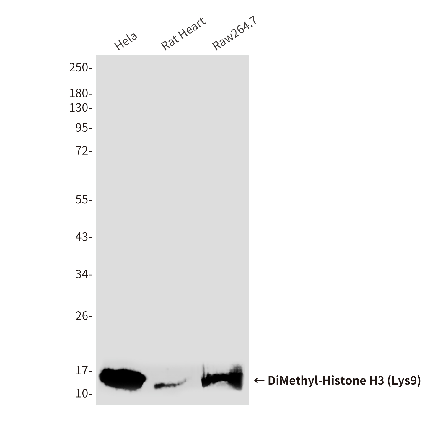 DiMethyl-Histone H3 (Lys9) (10B2) Mouse mAb ABZ4610