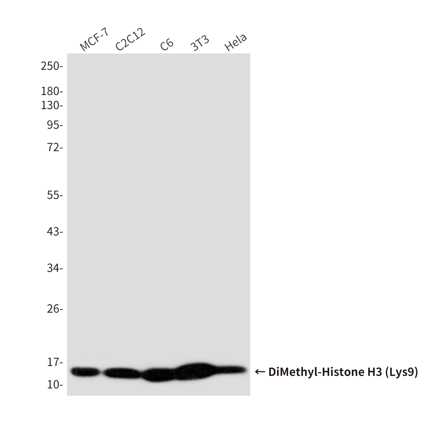 DiMethyl-Histone H3 (Lys9) (10B2) Mouse mAb ABZ4610