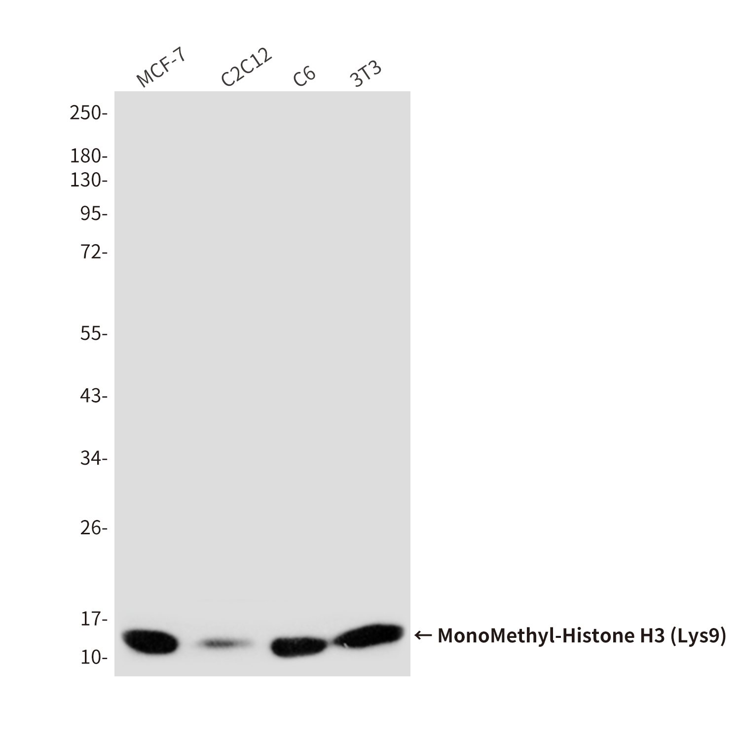 MonoMethyl-Histone H3 (Lys9) (10F5) Mouse mAb ABZ4611