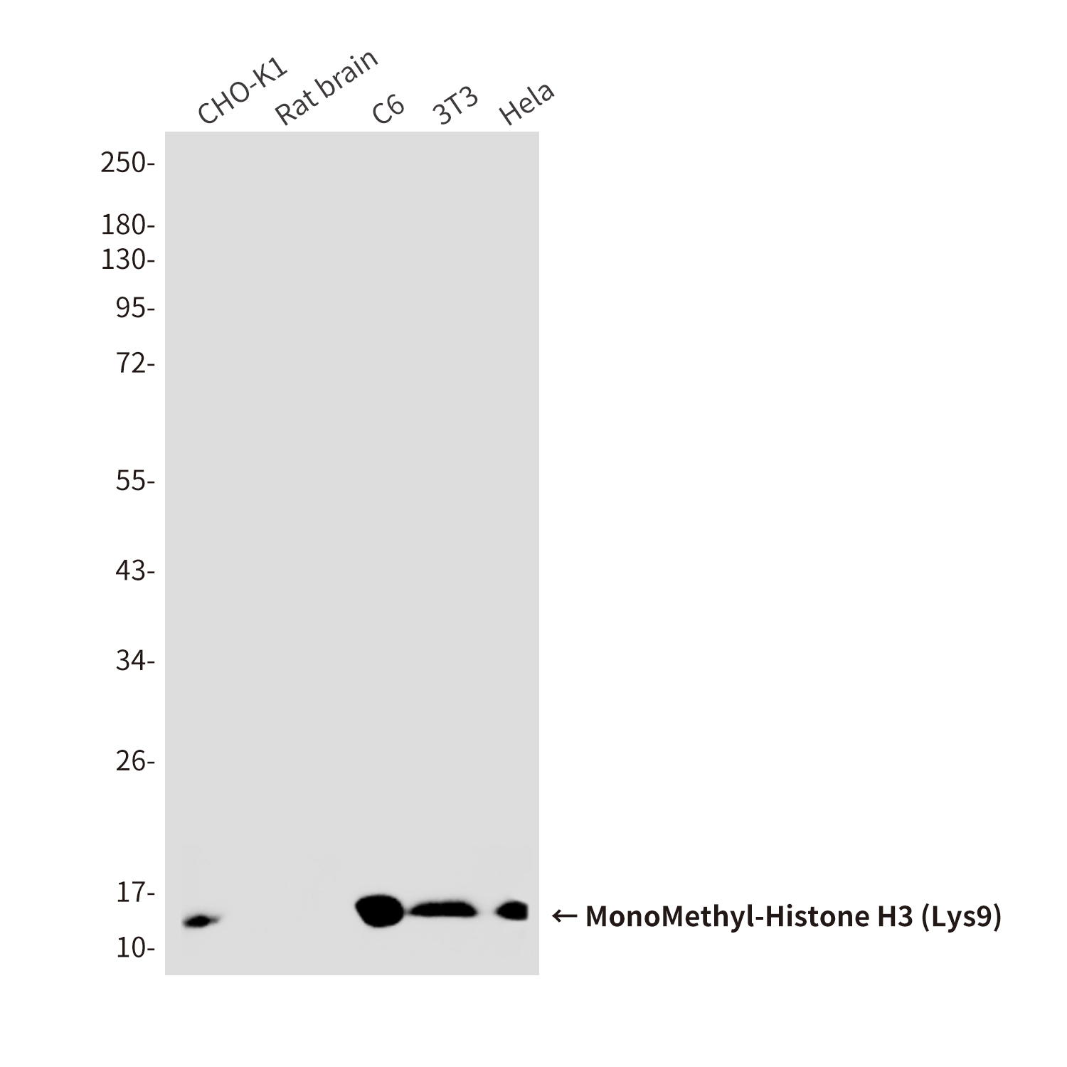 MonoMethyl-Histone H3 (Lys9) (10F5) Mouse mAb ABZ4611