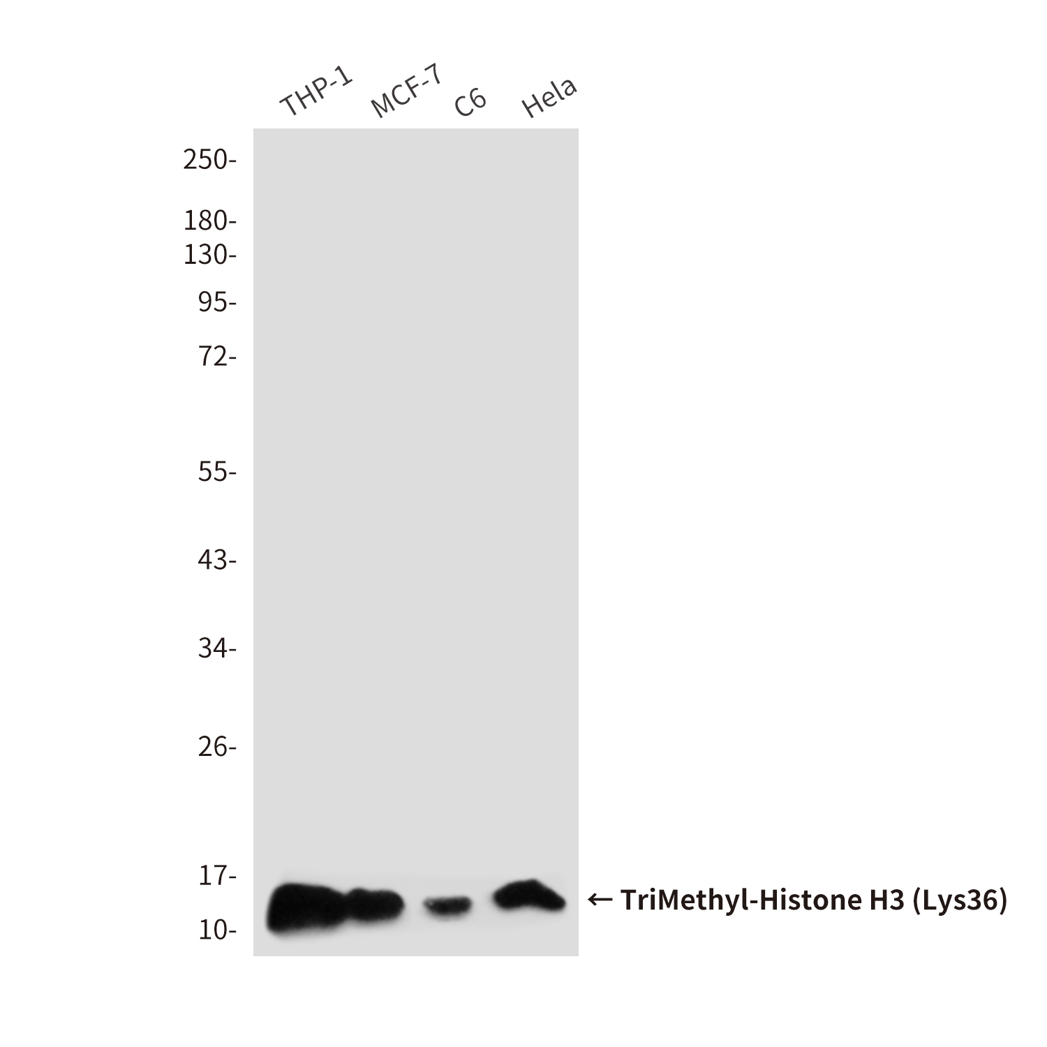 TriMethyl-Histone H3 (Lys36) (7G6) Mouse mAb ABZ4612