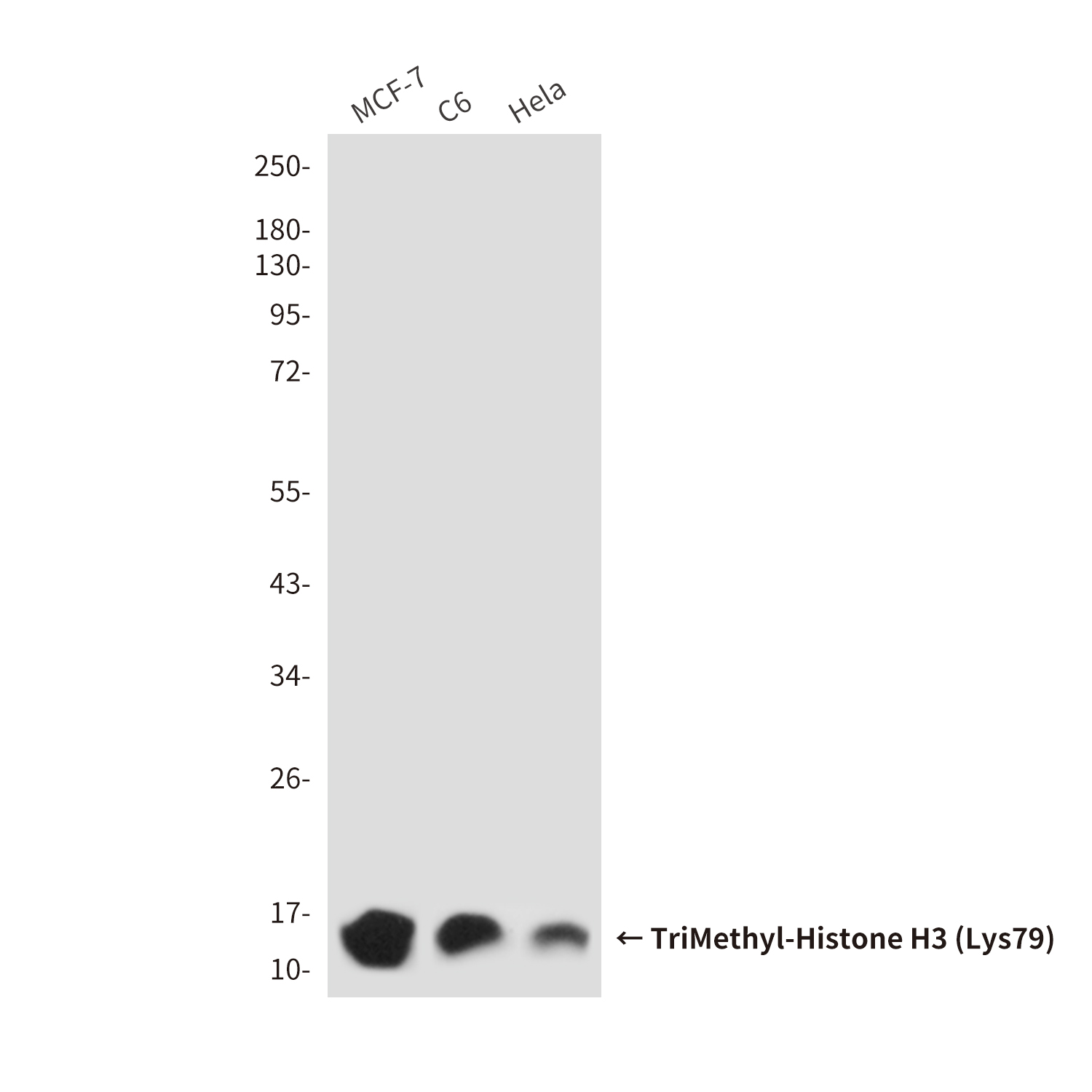 TriMethyl-Histone H3 (Lys79) (9G4) Mouse mAb ABZ4613