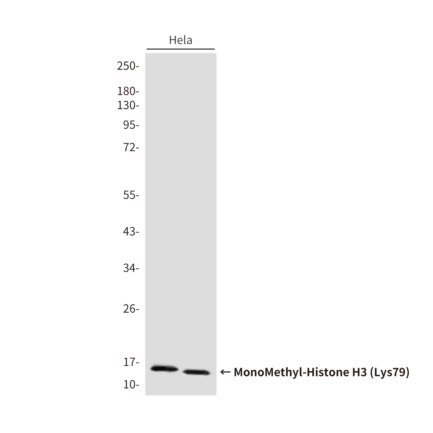 MonoMethyl-Histone H3 (Lys79) (6H1) Mouse mAb ABZ4615