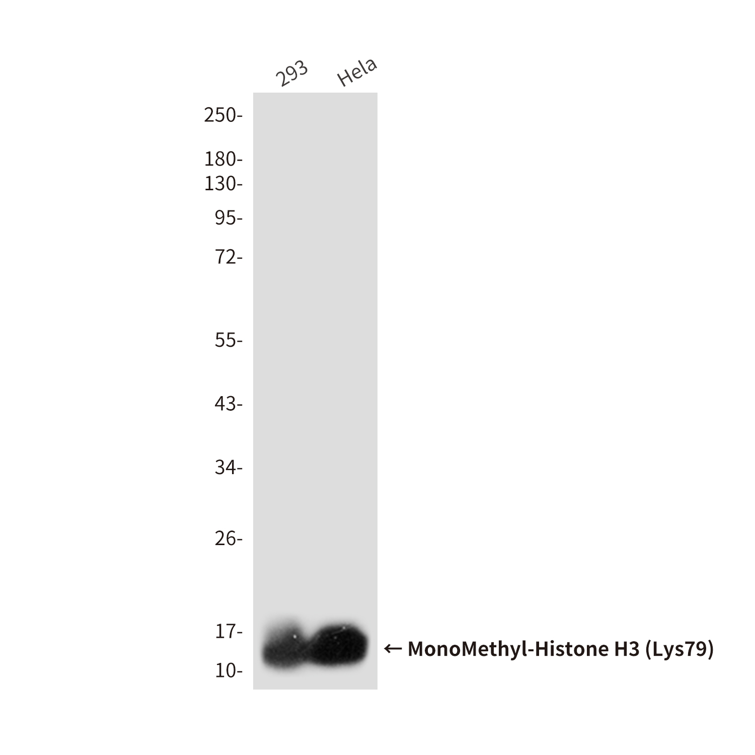 MonoMethyl-Histone H3 (Lys79) (9E3) Mouse mAb ABZ4617