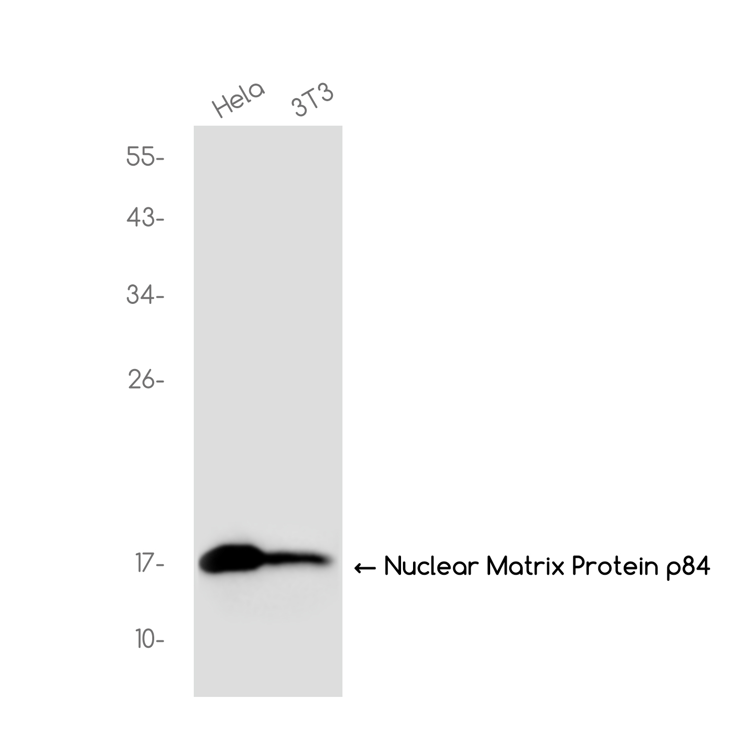 DiMethyl-Histone H3 (Lys36) Rabbit mAb ABZ4618
