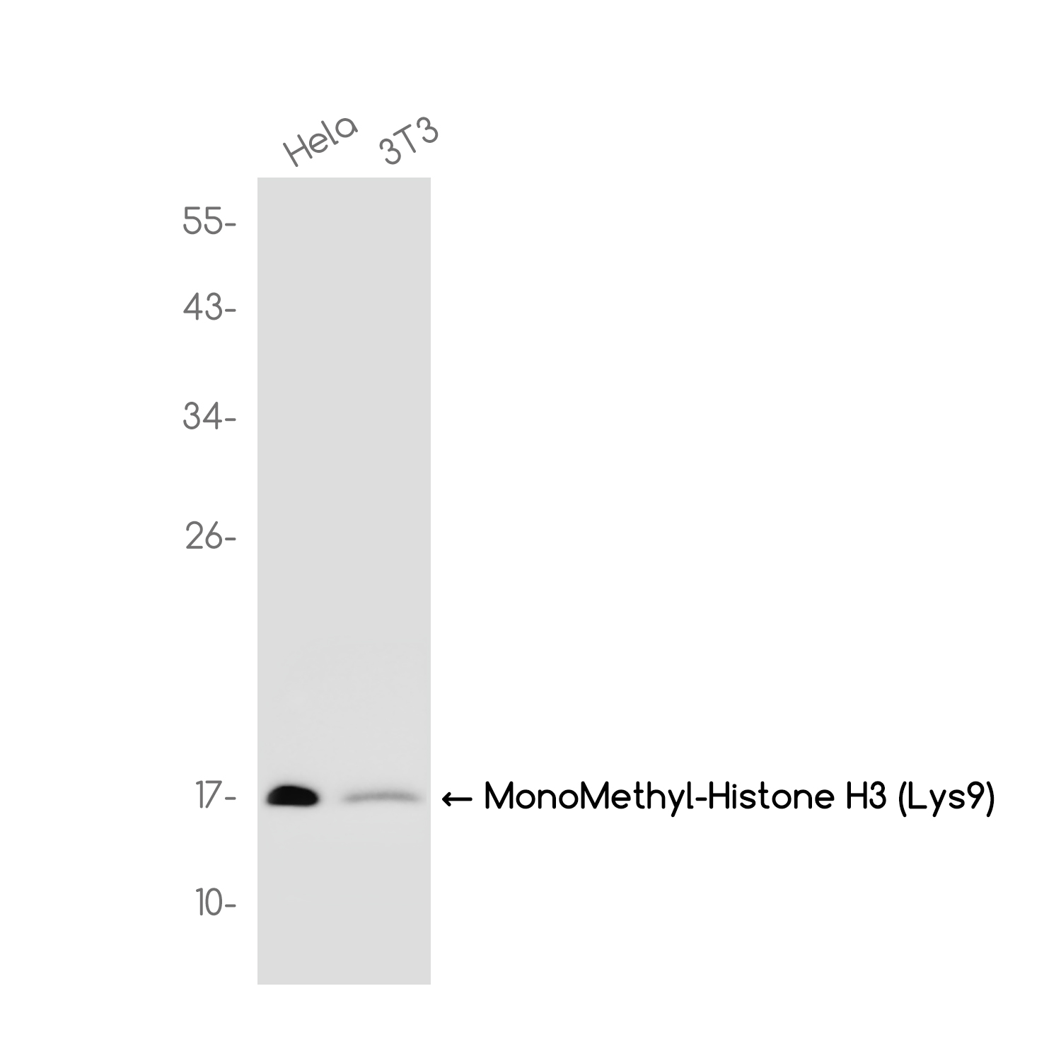 MonoMethyl-Histone H3 (Lys9) Rabbit mAb ABZ4619