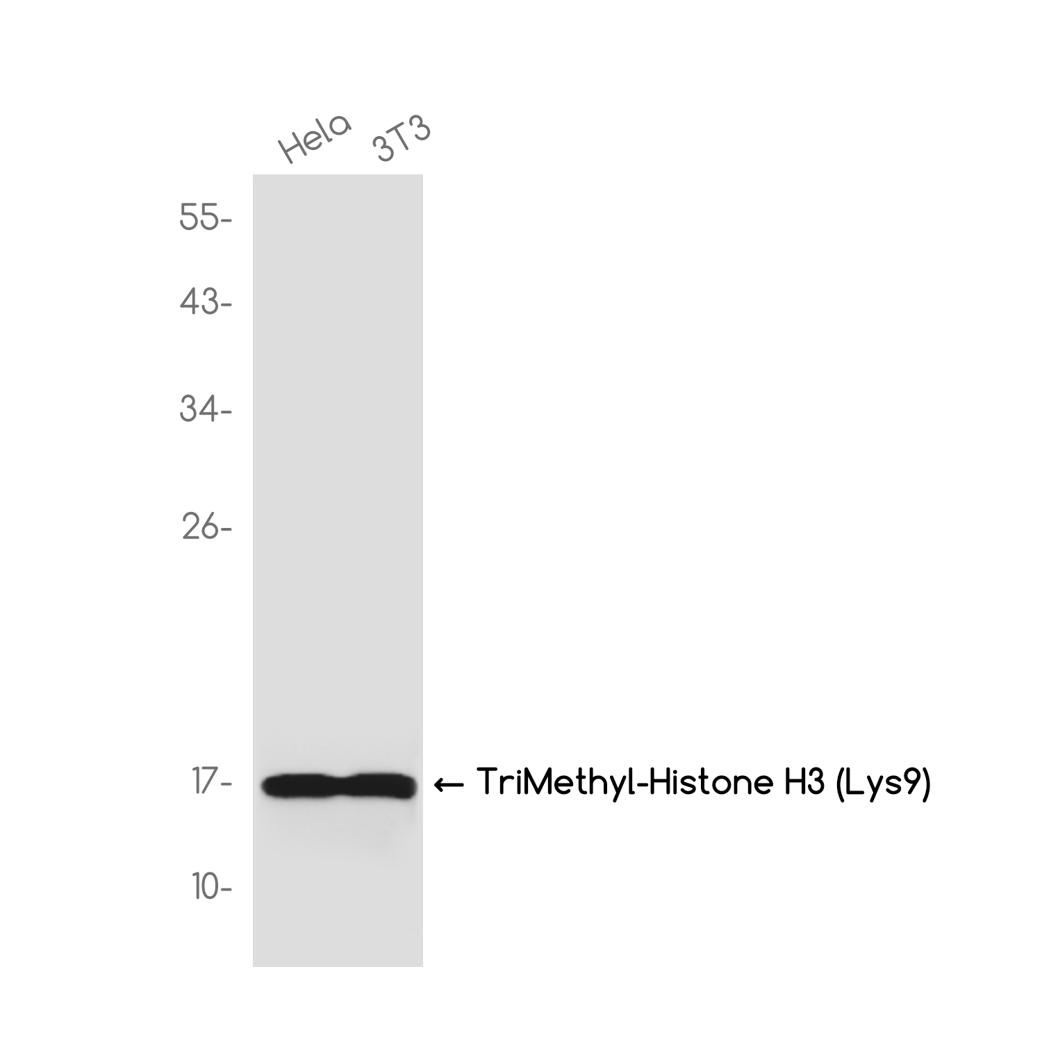 TriMethyl-Histone H3 (Lys9) Rabbit mAb ABZ4620