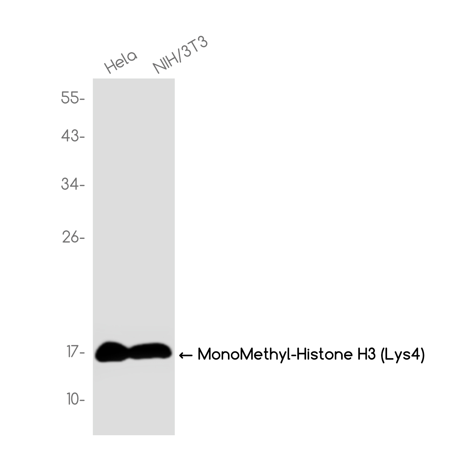 MonoMethyl-Histone H3 (Lys4) Rabbit mAb ABZ4621