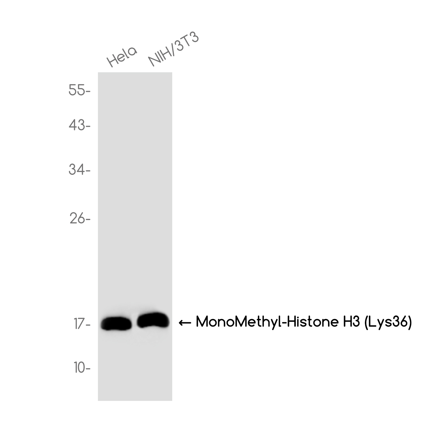 MonoMethyl-Histone H3 (Lys36) Rabbit mAb ABZ4624