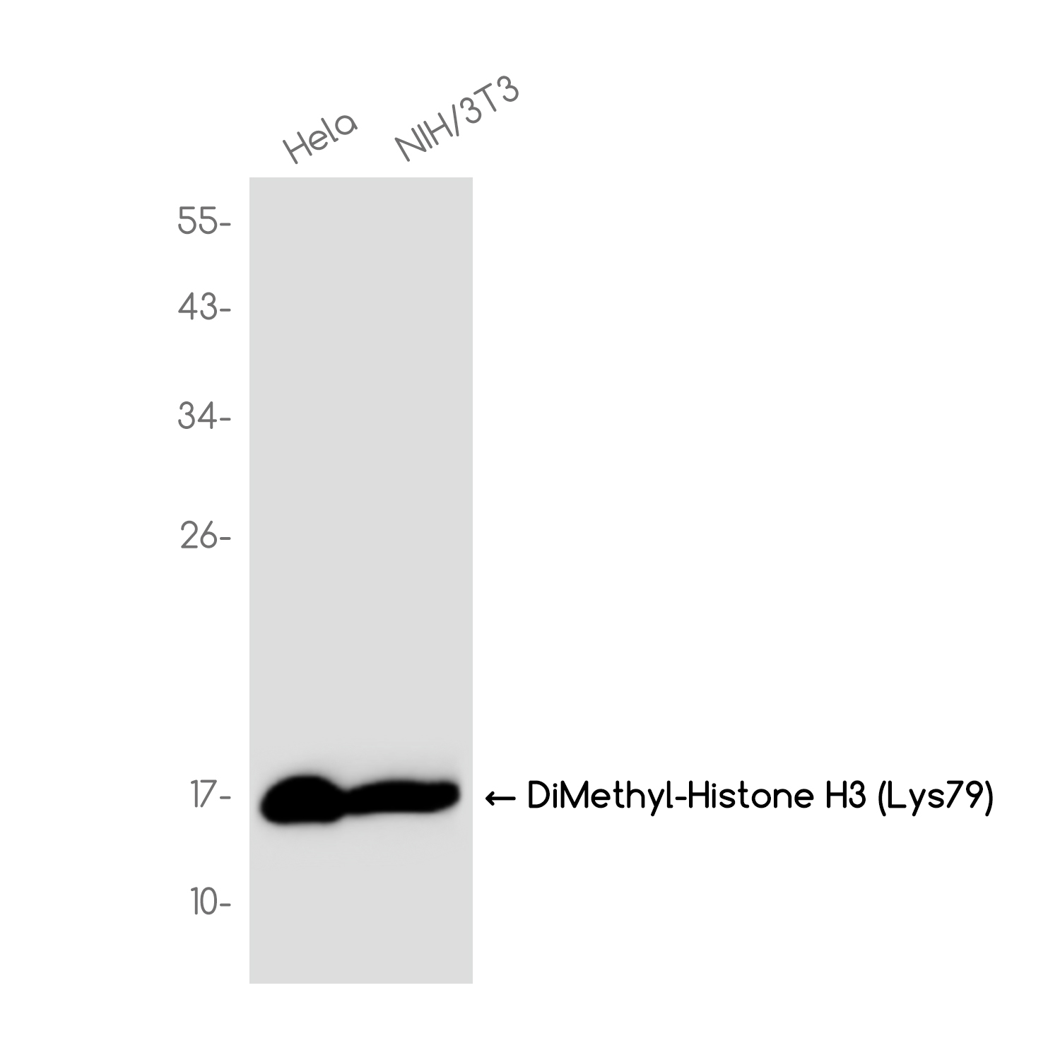DiMethyl-Histone H3 (Lys79) Rabbit mAb ABZ4625