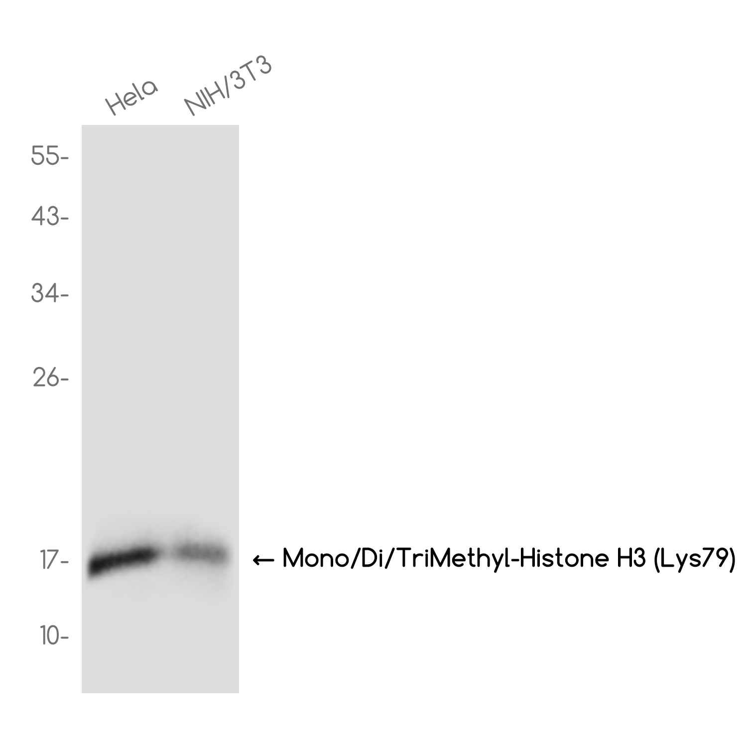 Mono/Di/TriMethyl-Histone H3 (Lys79) Rabbit mAb ABZ4626