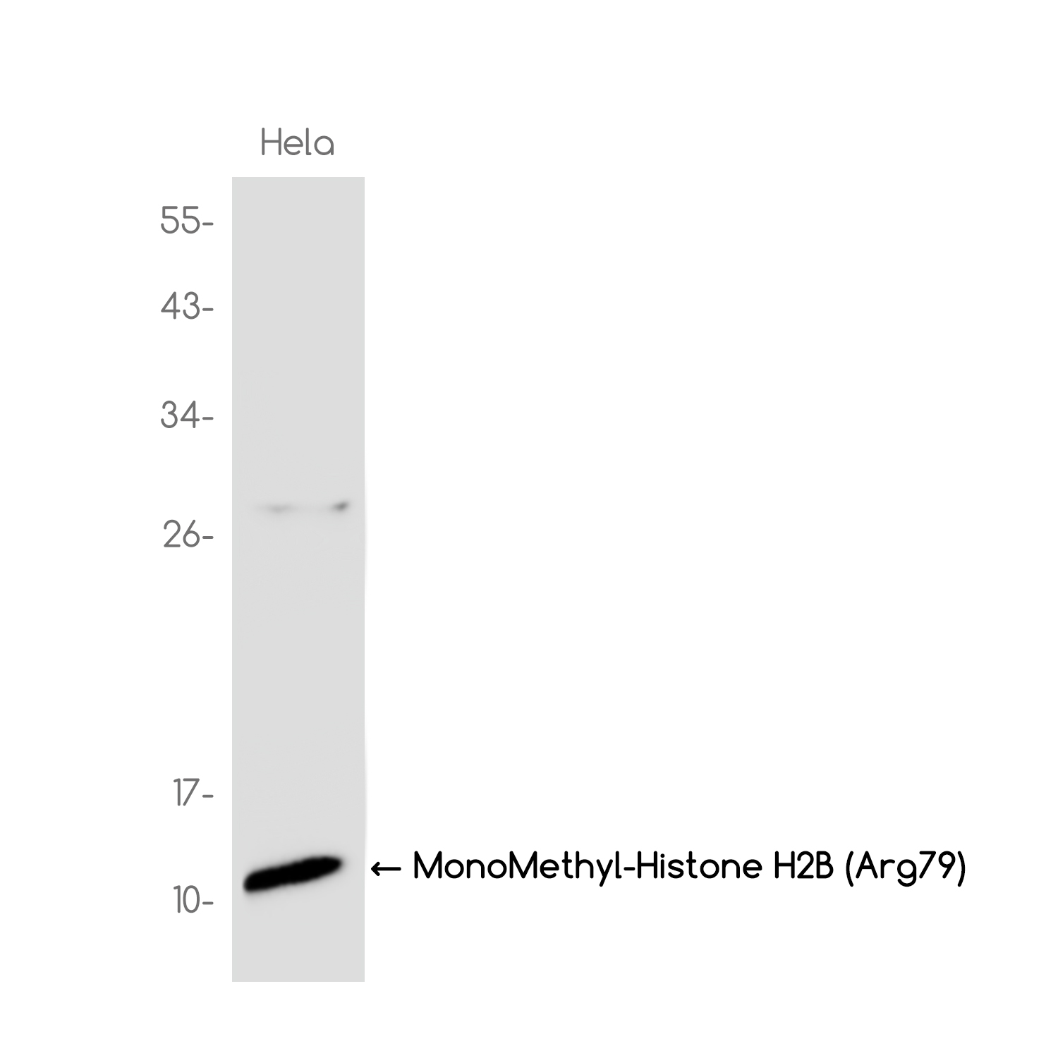 MonoMethyl-Histone H2B (Arg79) Rabbit mAb ABZ4628