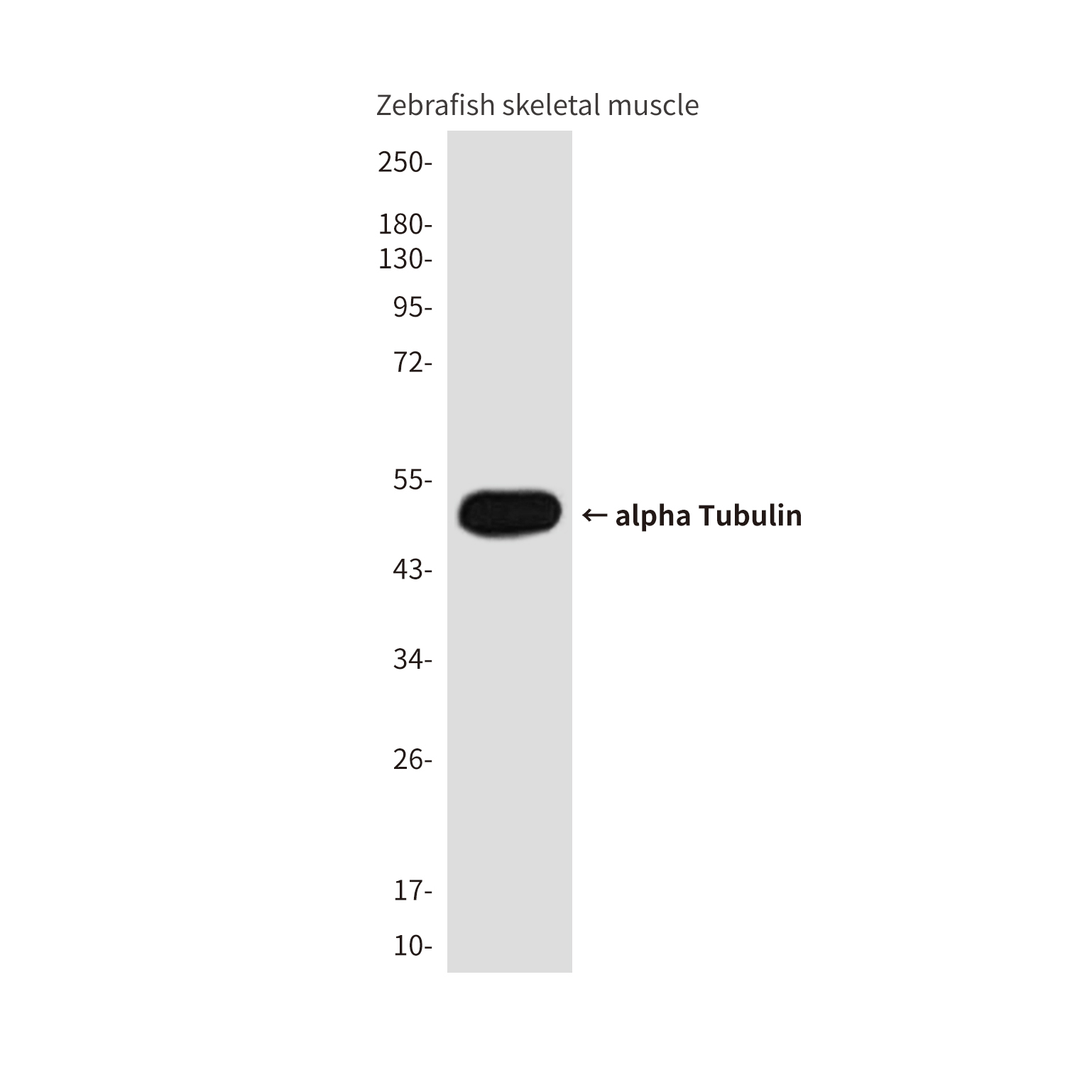 alpha Tubulin (Zebrafish Specific) Mouse mAb ABZ4629