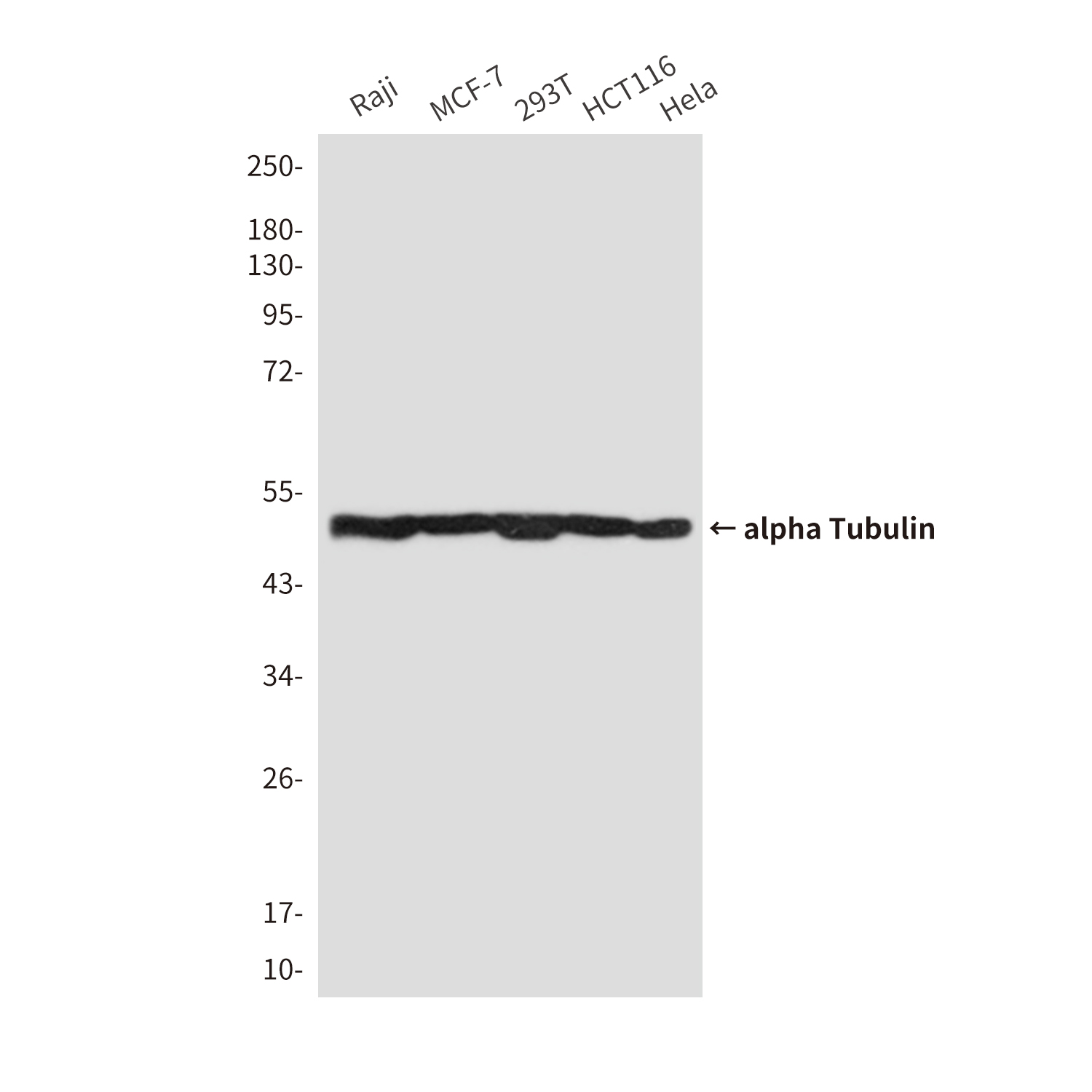 alpha Tubulin (Zebrafish Specific) Mouse mAb ABZ4629