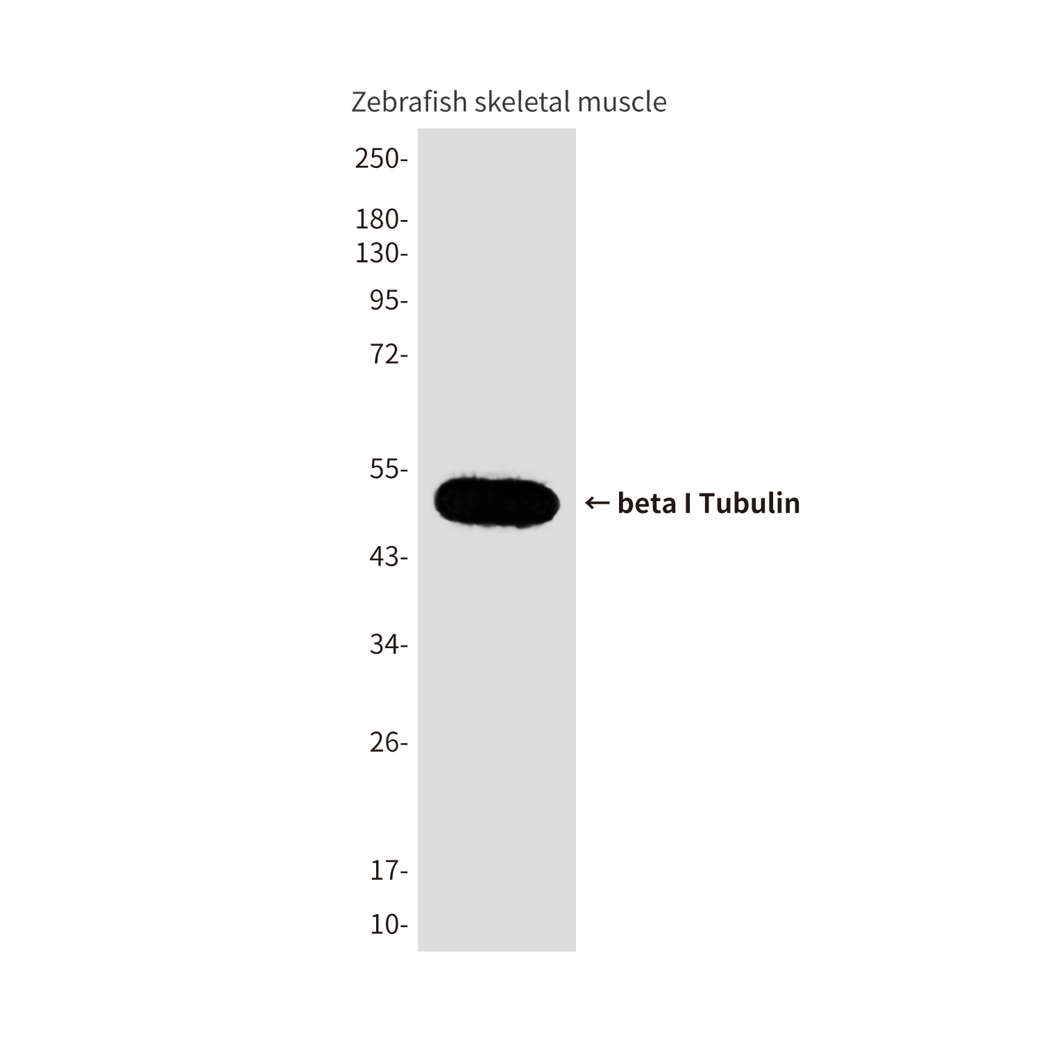 beta I Tubulin Mouse mAb ABZ4630