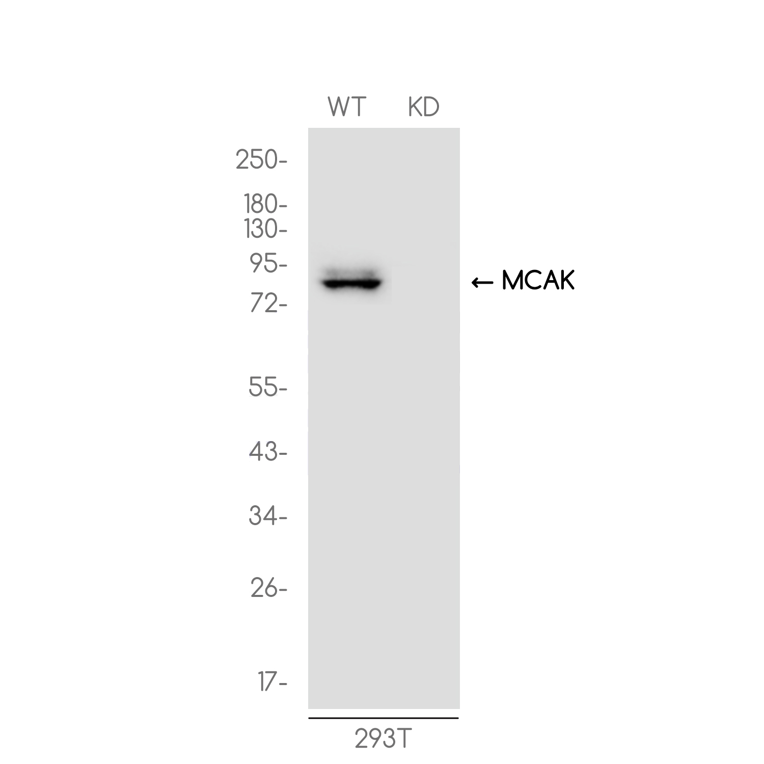 [KD]MCAK Rabbit mAb ABZ4637
