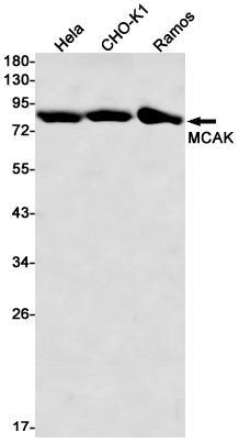 [KD]MCAK Rabbit mAb ABZ4637