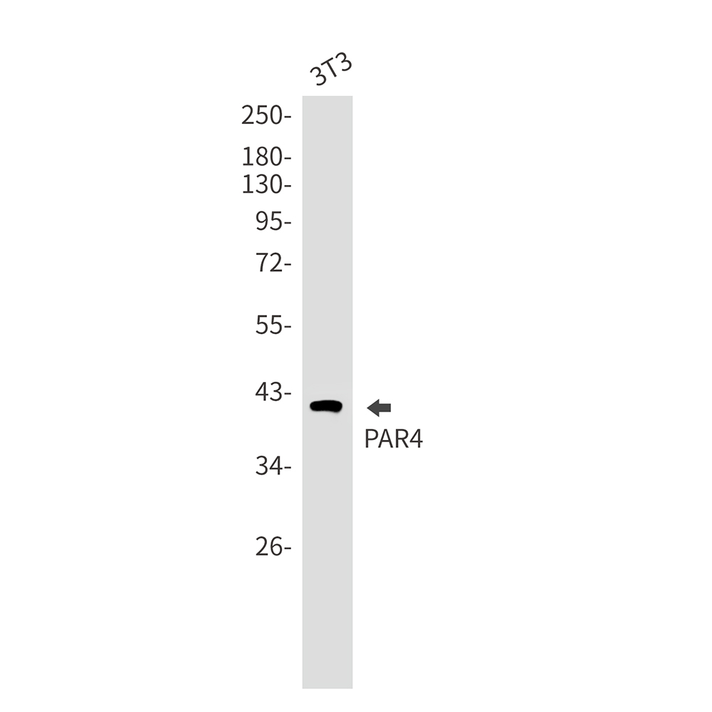 [KO]PAR4 Rabbit mAb ABZ4638