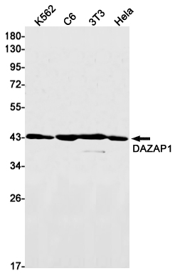 [KD]DAZAP1 Rabbit mAb ABZ4639